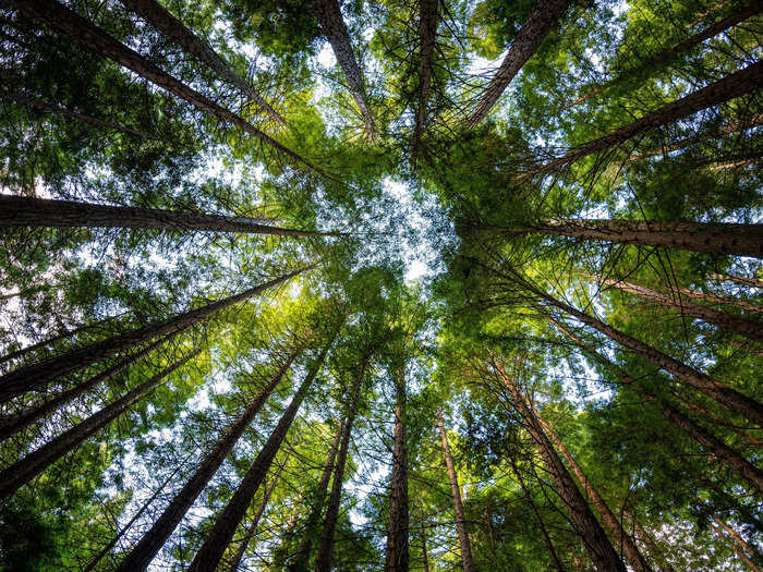 The giant trees of the Redwood Forest are a must-visit in Northern California.