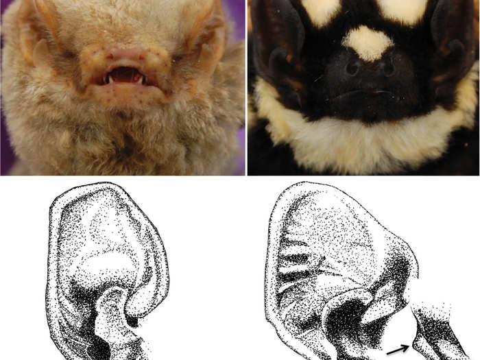 The badger bat is clearly different from other bats in the Glauconycteris genus.  "It