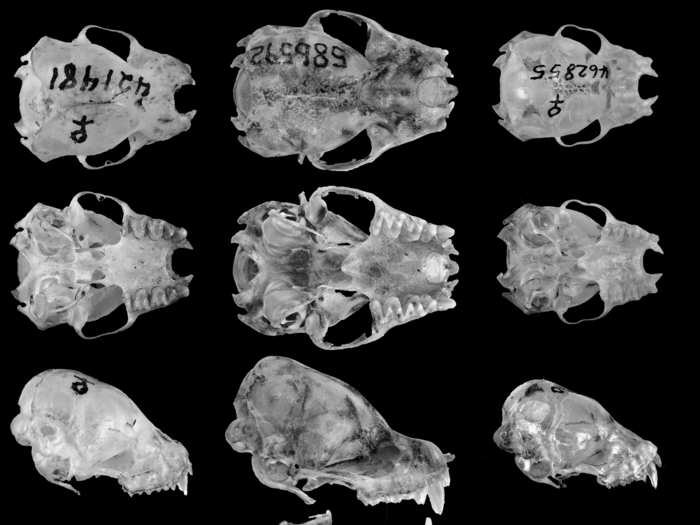 "Here is something that is unique at the level of genus," Reeder said. "It indicates a real richness in biodiversity."  Below Glauconycteris species are on the left and right, and the Niumbaha skull is in the middle.