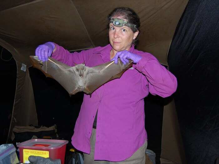 "I really think it is the tip of the iceberg." Reeder said of the badger bat. "There is so much to be discovered." Here she holds Hypsignathus monstrusos, the biggest bat in Africa.