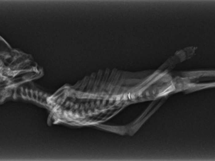 X-Ray and CT scans matched the shape and proportion of the skeleton to those of humans, and prove that these are real human bones in this tiny body, refuting some people