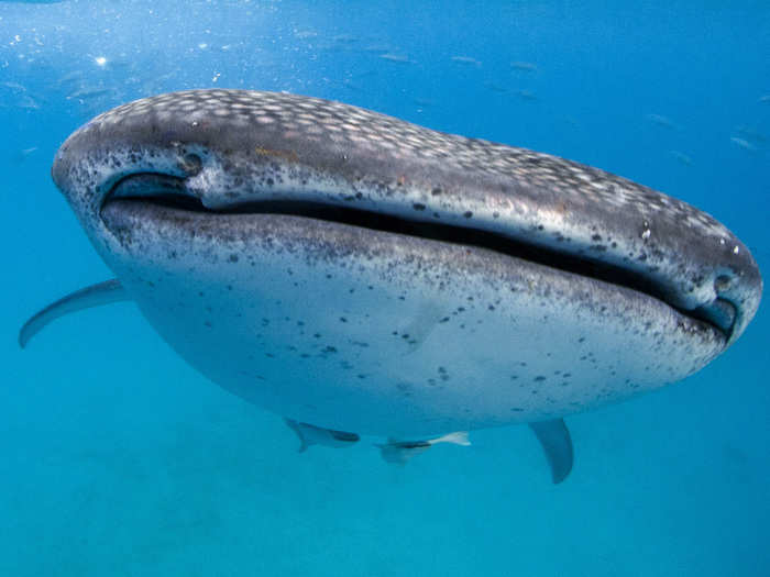 Whale sharks can grow up to 40 feet long, or roughly the size of a school bus.