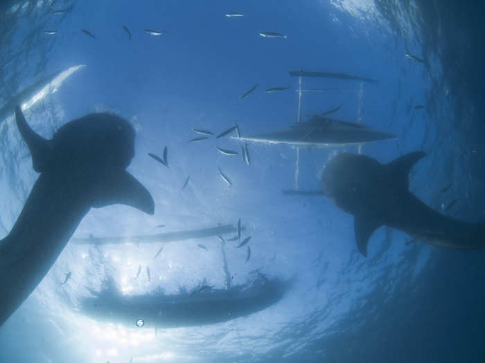 Whale sharks are filter feeders. They like to eat very tiny plankton.