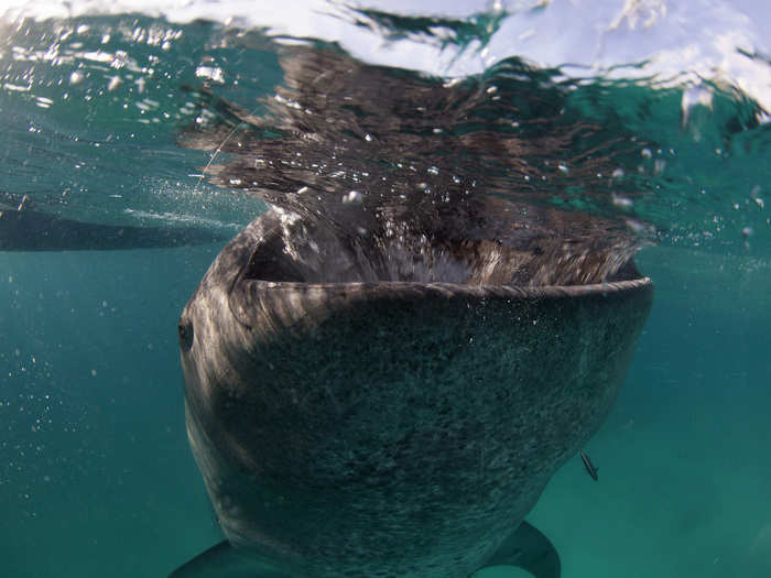 The shark uses its giant mouth to suck in a huge gulp of sea water like a vacuum cleaner.