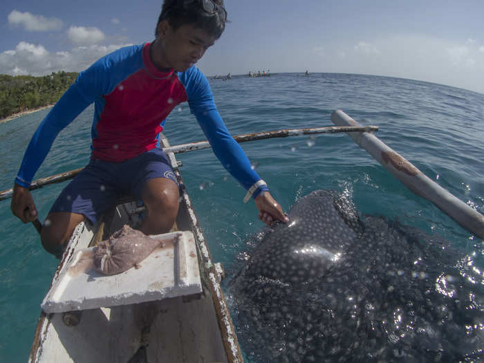 Conservationists are afraid that the whale sharks