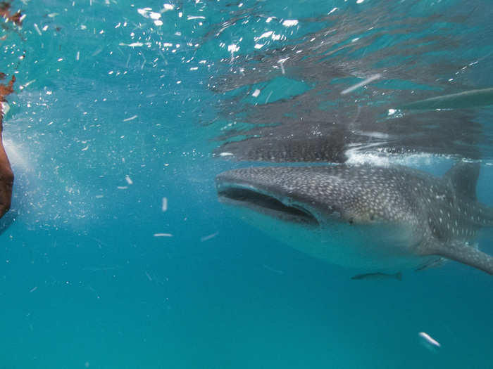 There is also growing concern that the sharks are more at risk of being whacked by the propellers of boats when they swim along the shore looking for humans to hand them food.