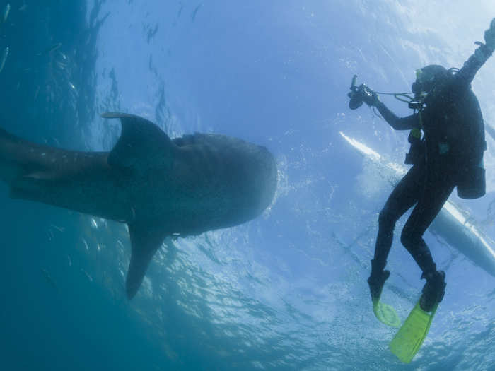 The fisherman are reluctant to give up the practice of hand-feeding because it has turned into an increasingly popular tourist attraction.