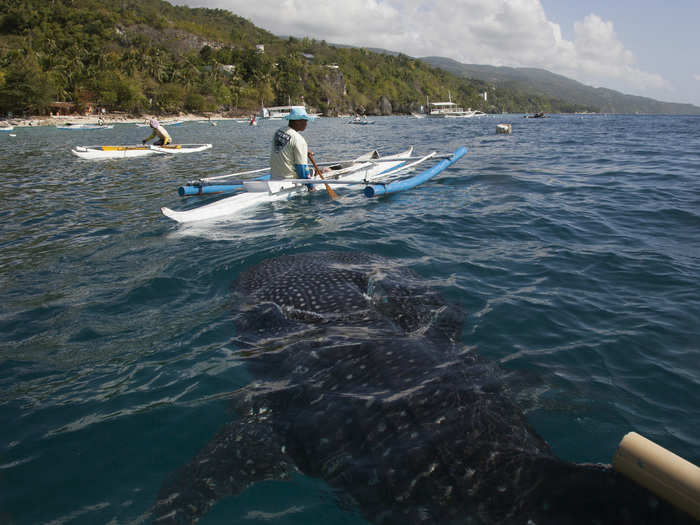 They argue that whale sharks have been spotted around Oslob shores since the 1980s, and that a greater number just means they are becoming more accustomed to the waters.