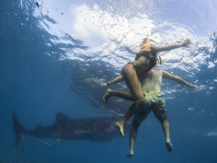 Snorkelers and scuba divers can even go swimming with the massive marine animals.