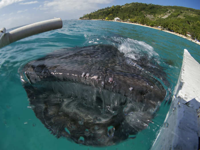 The small shrimps are fed to the shark by a fisherman on a paddleboat.