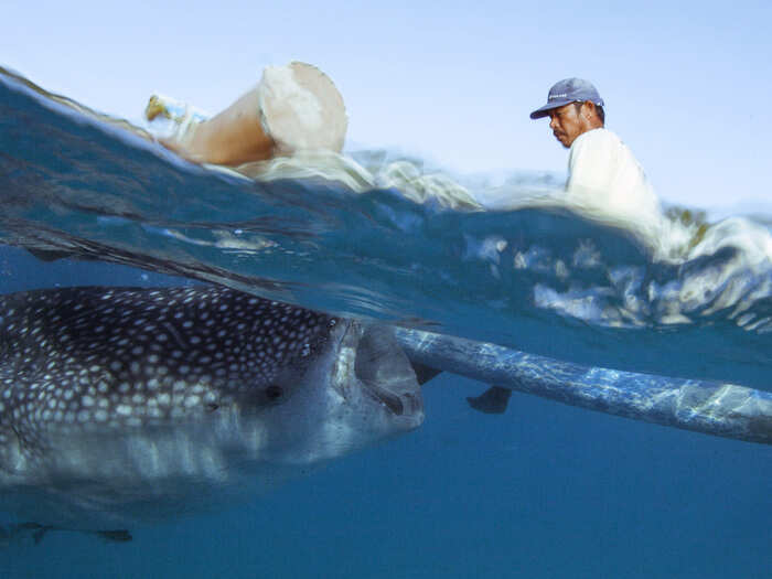 Whale sharks can be individually identified by the unique patten of spots and stripes on their skin, which is comparable to a human fingerprint.