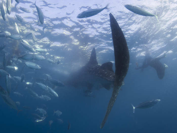 Globally, whale sharks face even bigger threats: they are hunted for their meat, fins, and oil.