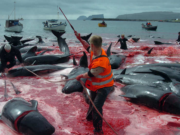 There are at least 750,000 pilot whales in the North Atlantic, so the yearly mass slaughters do not threaten the animal