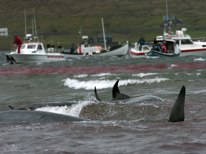 Whales and dolphins are highly intelligent, social creatures that live in family groups, which is why people are more sensitive about the treatment of these marine mammals.