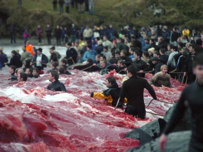 The Faroese defend the annual whale hunt as part of their culture and tradition. The massacres continue since the country controls the conservation and management of fish and whale stocks within a 200-mile fisheries zone as a self-governing nation within the Kingdom of Denmark.