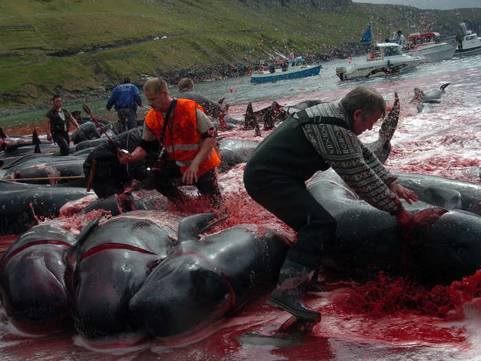 The trapping, killing, and butchering of of pilot whales is only authorized if whales are spotted close to land.