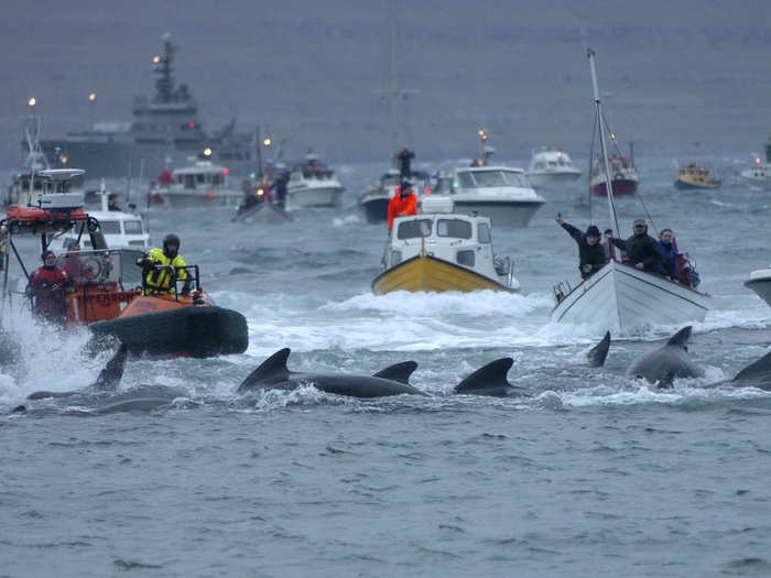 Boats will surround the whales and drive them into a shallow bay or inlet.