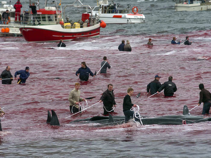 The whales are slaughtered in shallow waters or on shore after they have beached themselves.