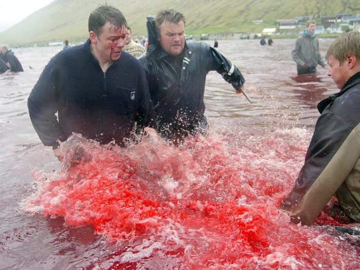 The spinal cord is severed using a special whaling knife. This cuts the main blood supply to the brain.