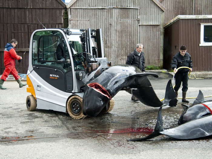 Hunters use fork-lifts and cranes to arrange the dead animals on shore.