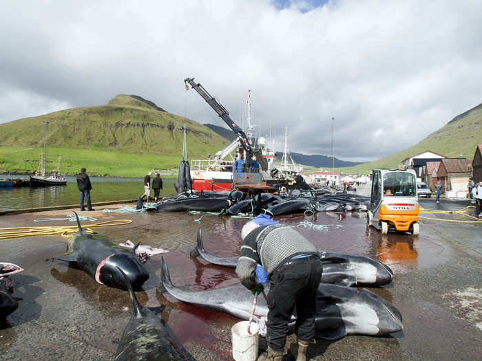 The whale meat cannot be sold commercially, although some of it may wind up in local food stores or restaurants.