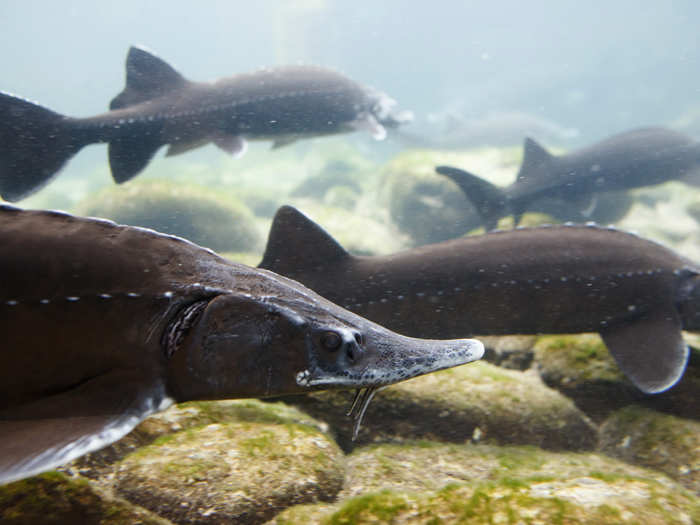 Sturgeon have been around since before the dinosaurs, but today they are threatened from overfishing. Sturgeon do not reproduce annually — it can take up to 20 years for the fish to mature so they can produce roe — which makes the species especially vulnerable to over-exploitation.