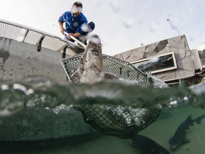 As a result, several species of sturgeon are now farmed.