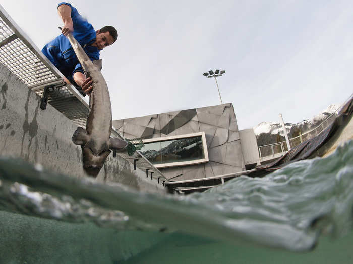 The water is a warm 68 degrees, helping the sturgeon to develop more quickly than in frigid Russian waters.