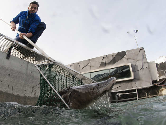 The sturgeons are bred in large basins that are filtered. Sturgeons are caught in large nets after they are scanned with ultra-sound technology to see if the fish eggs are ready to be harvested.