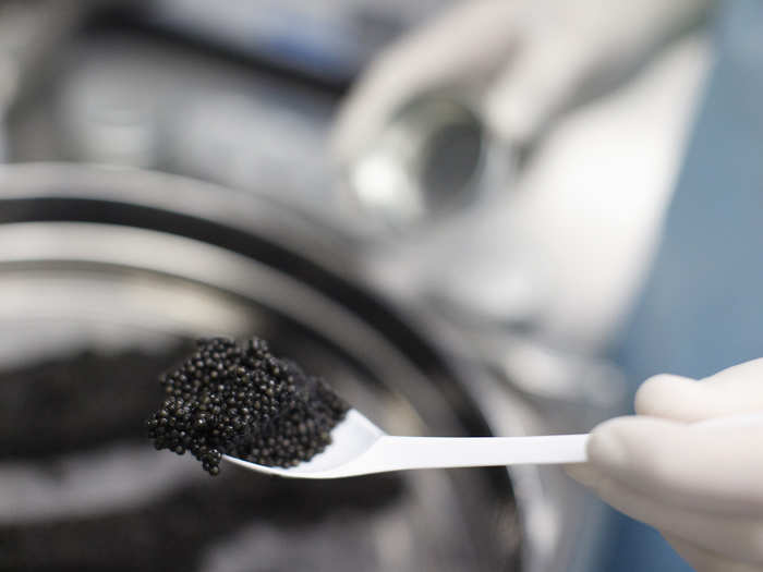 Oona rivals some of the most famous and sought-after caviars that come from three species of sturgeon — beluga, osertra, and sevruga. An ounce of caviar from beluga sturgeon can cost up to $285.