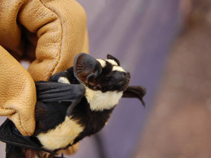 Being "blind as a bat" means not being blind at all. While many use echolocation to navigate, all of them can see.