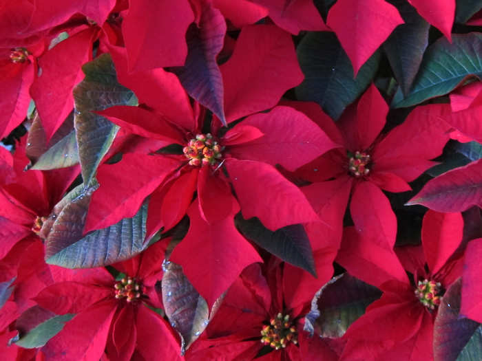 Poinsettias won