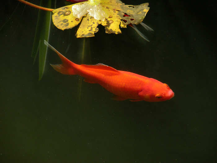 Goldfish actually have pretty good memories. They can remember things for months, not seconds like most people say.