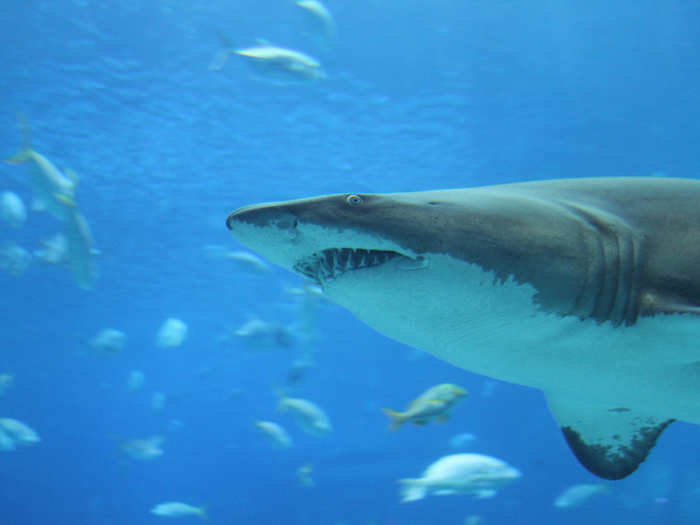 Sharks can and do get cancer. The myth that they don