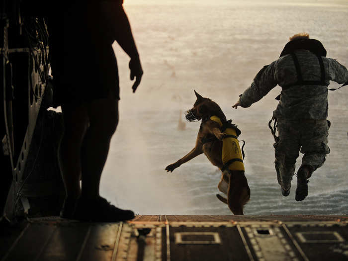 ... And in Special Forces, even the dogs are elite.