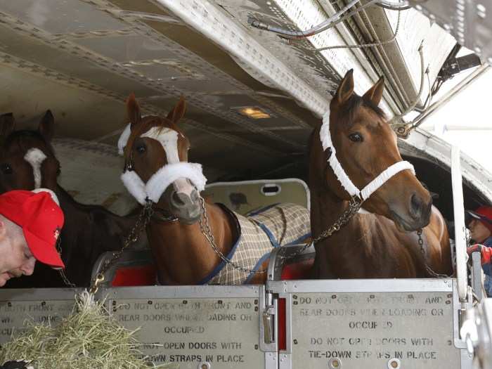 The planes are climate-controlled, and each horse is provided with individual food and beverage service (hay and water) throughout the flight.