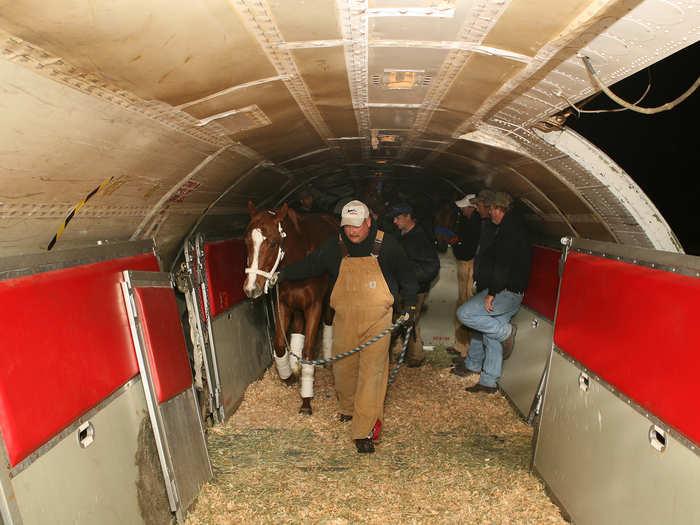 Horses are loaded one at a time, and the flexible stall system allows each stall to be contracted around the horse after it is loaded, making the most effective use of the space inside the aircraft.