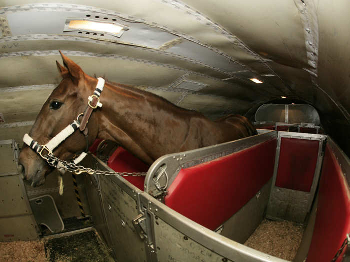 Each flight can carry up to 21 horses and their accompanying equipment, and grooms or assistants can accompany their horses if they