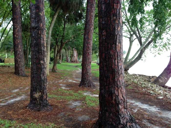 The landscape served as a living laboratory as well. Edison, Ford, and Harvey Firestone were obsessed with finding a cheap alternative to rubber. The trio planted thousands of exotic trees and plants in search of a quick-growing, domestic source of natural rubber.