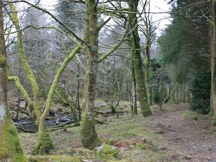 A lot of the land on the way to Burrator looks like the mostly treeless English moors. Since Burrator is a national park, however, there are forests planted all around the Reservoir.