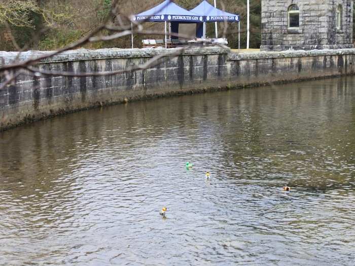 Rubber duck racing.