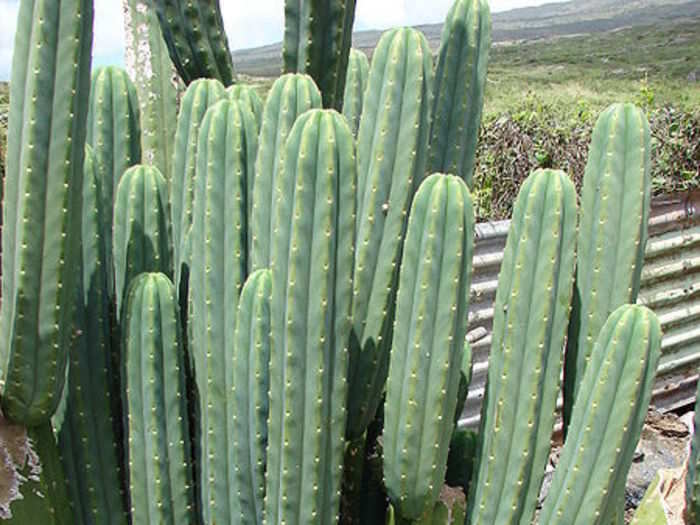 San Pedro cactus