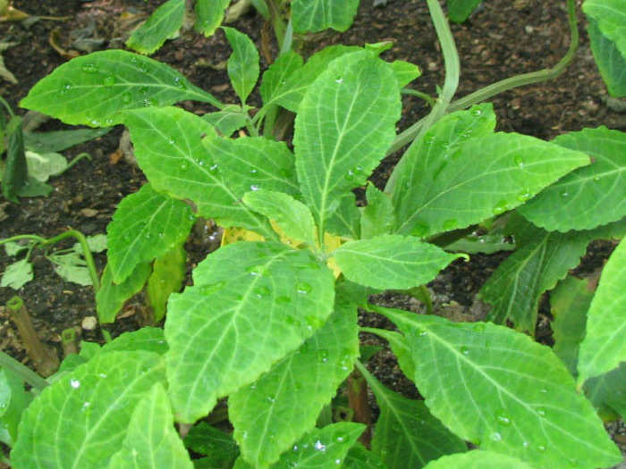 Salvia divinorum