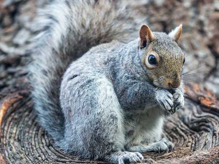 Park wildlife.