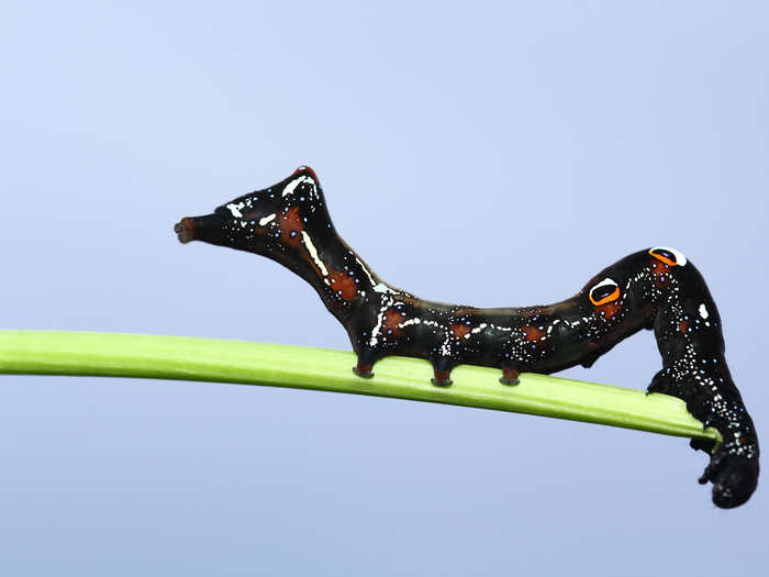 A caterpillar resting on a stem.