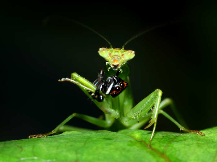 A praying mantis chomping down on a spider.