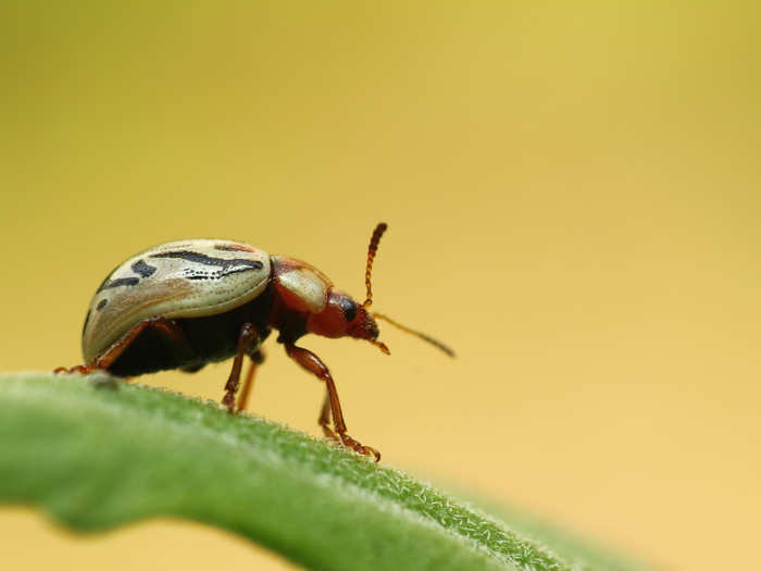 A lady bird, a type of beetle related to the lady bugs that we know.