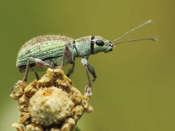 A small green leaf weevil.