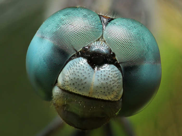 This close-up portrait of a dragonfly makes it look like it is smiling.