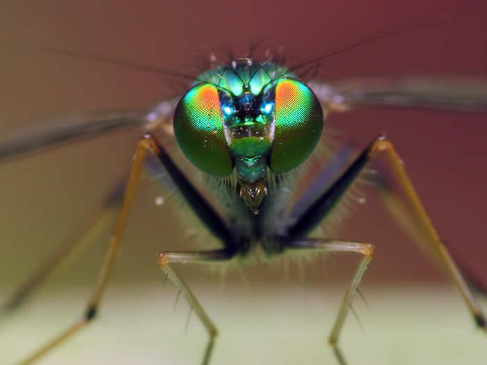 This long-legged fly is giving the cameraman a death stare.